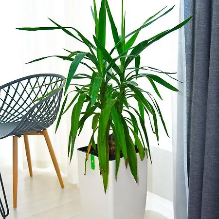 Apartamento Arcadia Popular Sea View 169 правая
